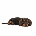 Dachshund relaxing