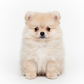 Pomeranian Puppy 3